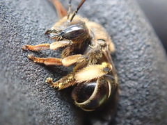 Macropis