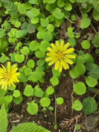 Ixeris stolonifera iNat (2)