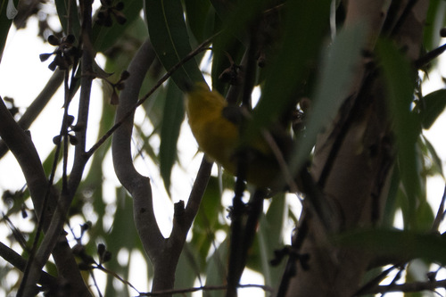 Yellow-headed Brushfinch (Atlapetes flaviceps), photo 8