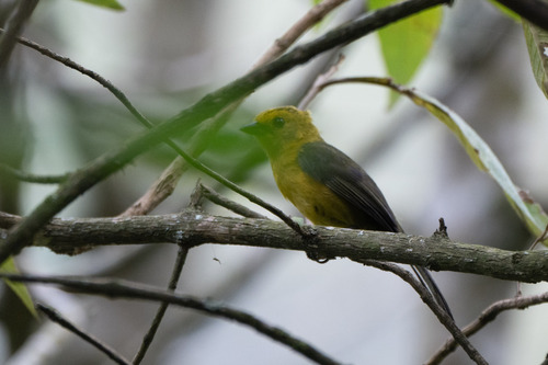 Yellow-headed Brushfinch (Atlapetes flaviceps), photo 2