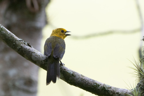 Yellow-headed Brushfinch (Atlapetes flaviceps), photo 6