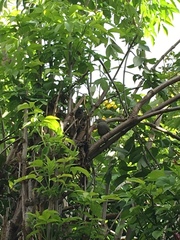 Synallaxis subpudica