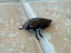 Capnodis tenebricosa