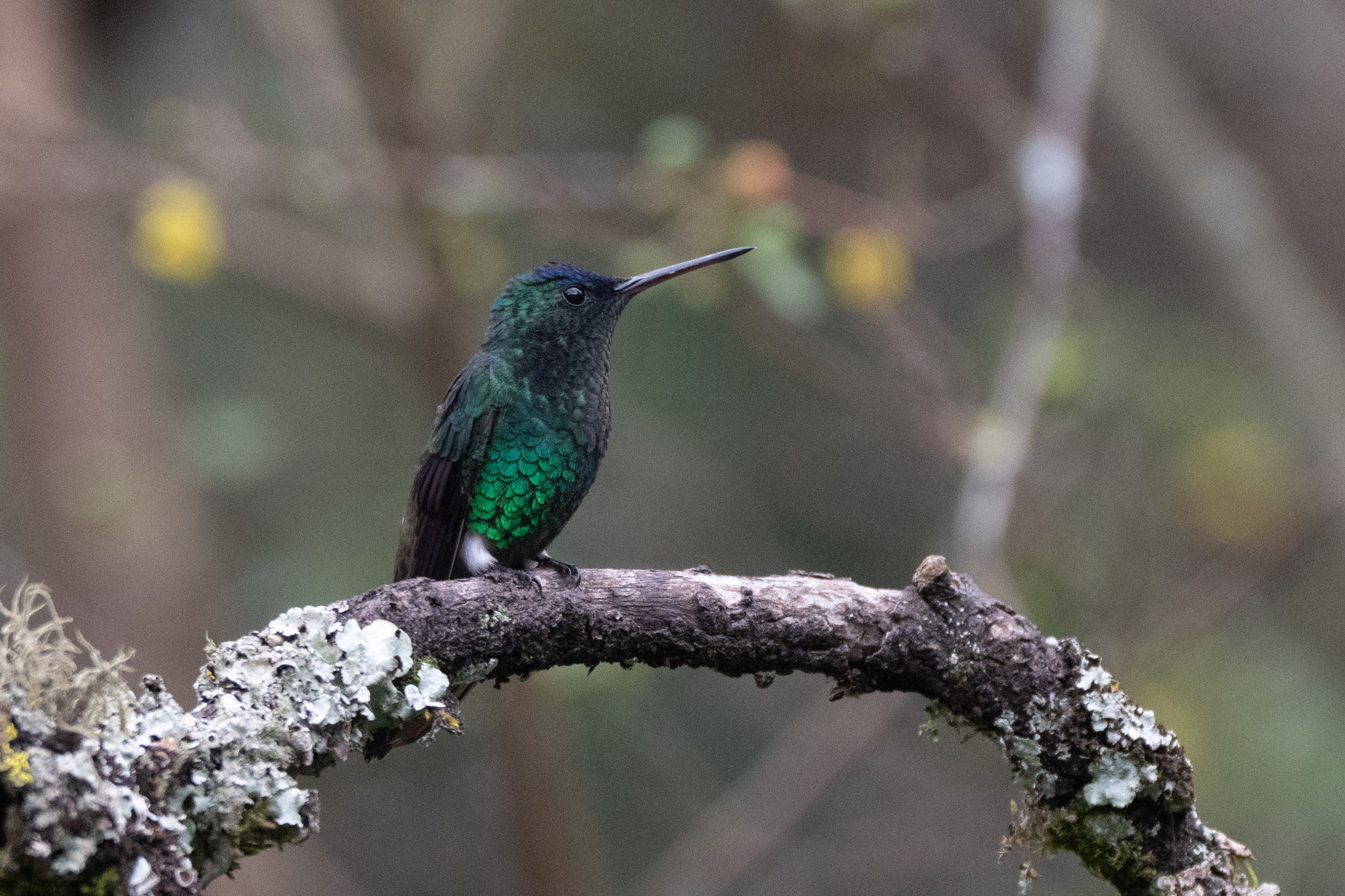 Indigo-capped Hummingbird (Saucerottia cyanifrons), photo 5