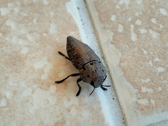 Capnodis tenebricosa