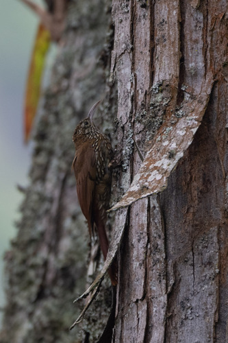 Montane Woodcreeper (Lepidocolaptes lacrymiger), photo 5