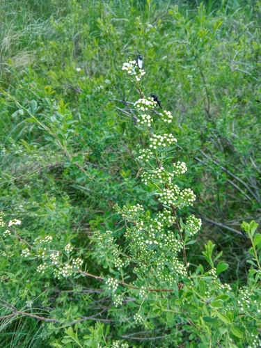 Image of Spiraea crenata by (c) Полина Полежанкина, some rights reserved (CC BY)