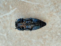 Capnodis tenebricosa