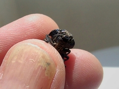 Capnodis tenebricosa