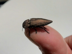 Capnodis tenebricosa