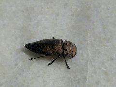 Capnodis tenebricosa