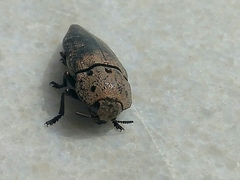 Capnodis tenebricosa