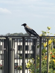 Corvus cornix