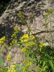 Angiospermae