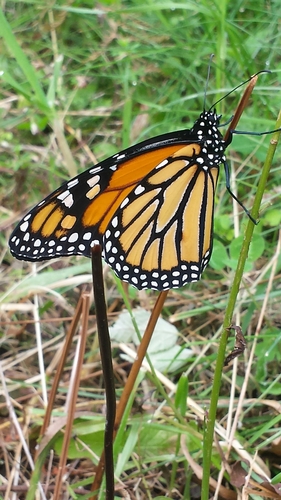 Monarch photographed in Vermont