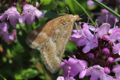 Pyrausta aerealis
