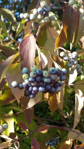 silky dogwood (Cornus amomum)