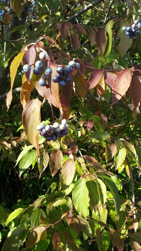 Cornus amomum