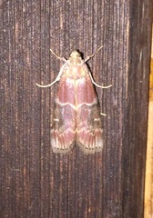 Euzophera ostricolorella