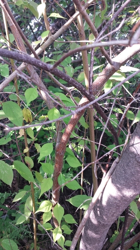 Cornus amomum