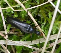 Stenotrachelidae
