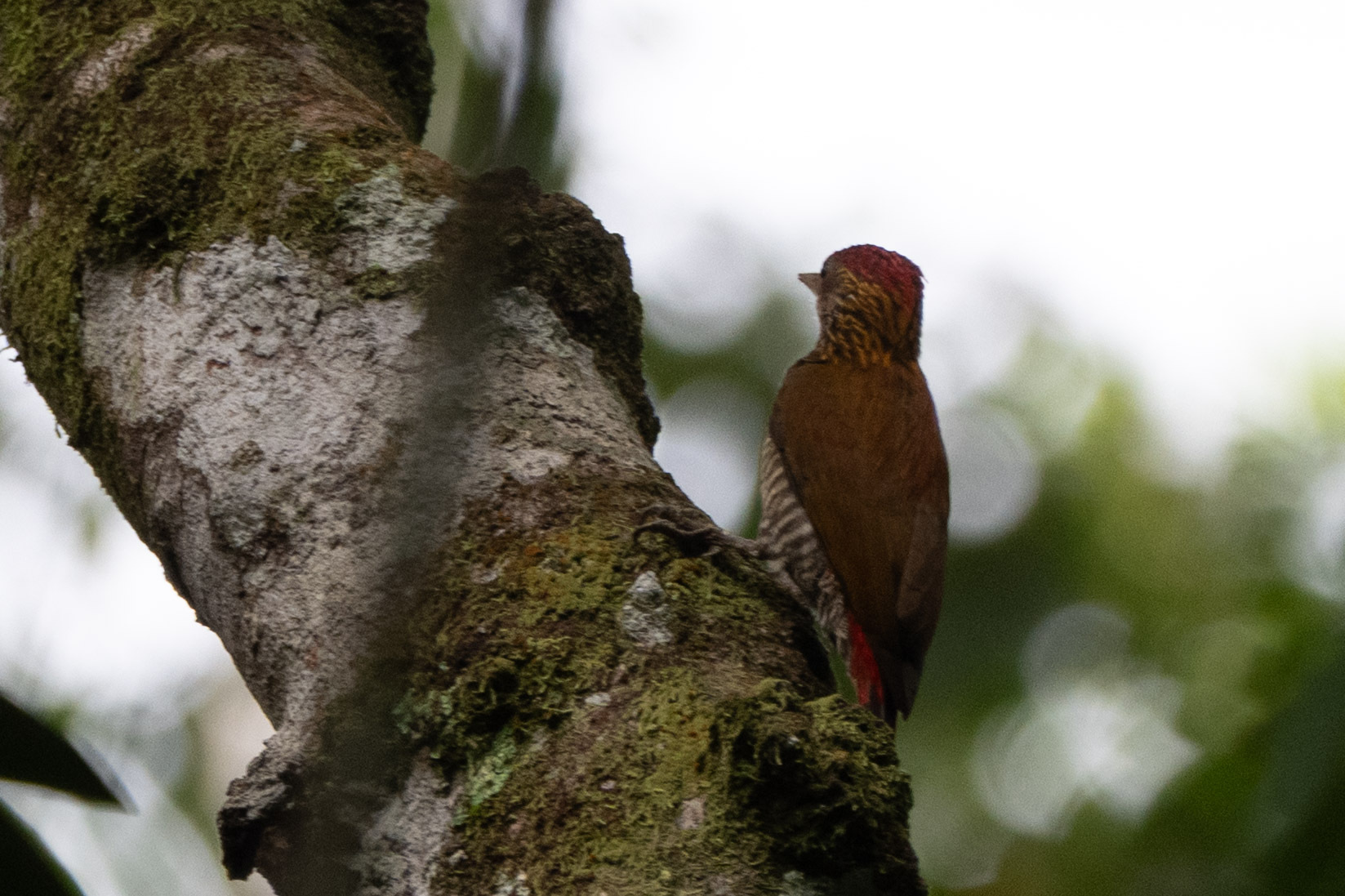 Red-rumped Woodpecker (Veniliornis kirkii), photo 5