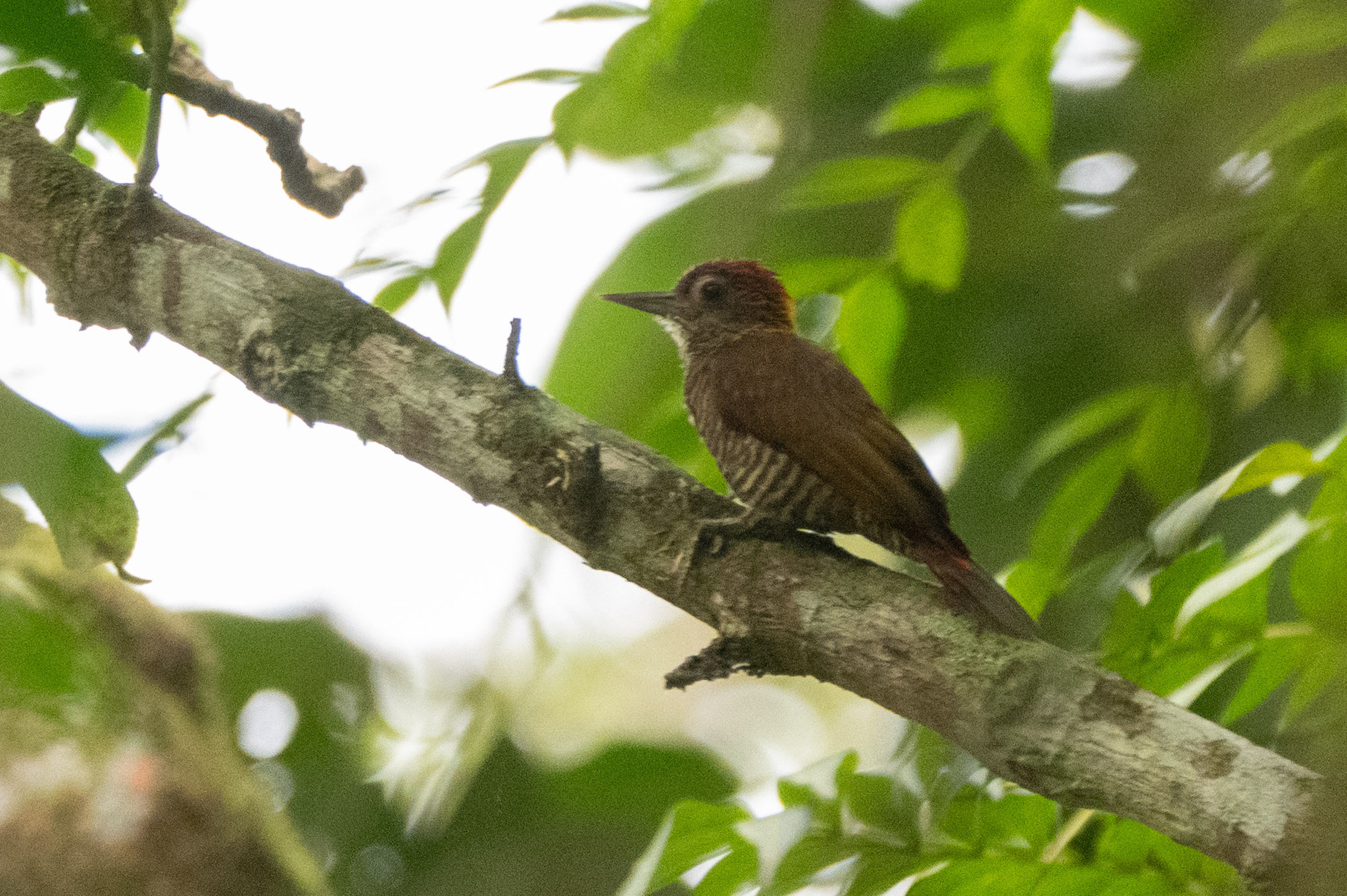 Red-rumped Woodpecker (Veniliornis kirkii), photo 4