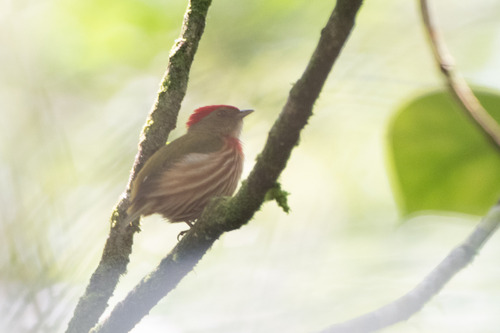 Striolated Manakin (Machaeropterus striolatus)