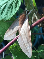Theretra alecto cretica