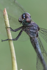 Cannaphila insularis