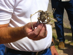 Athene cunicularia