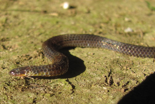 Photo of a Gervais' Reed Snake (Calamaria gervaisii)