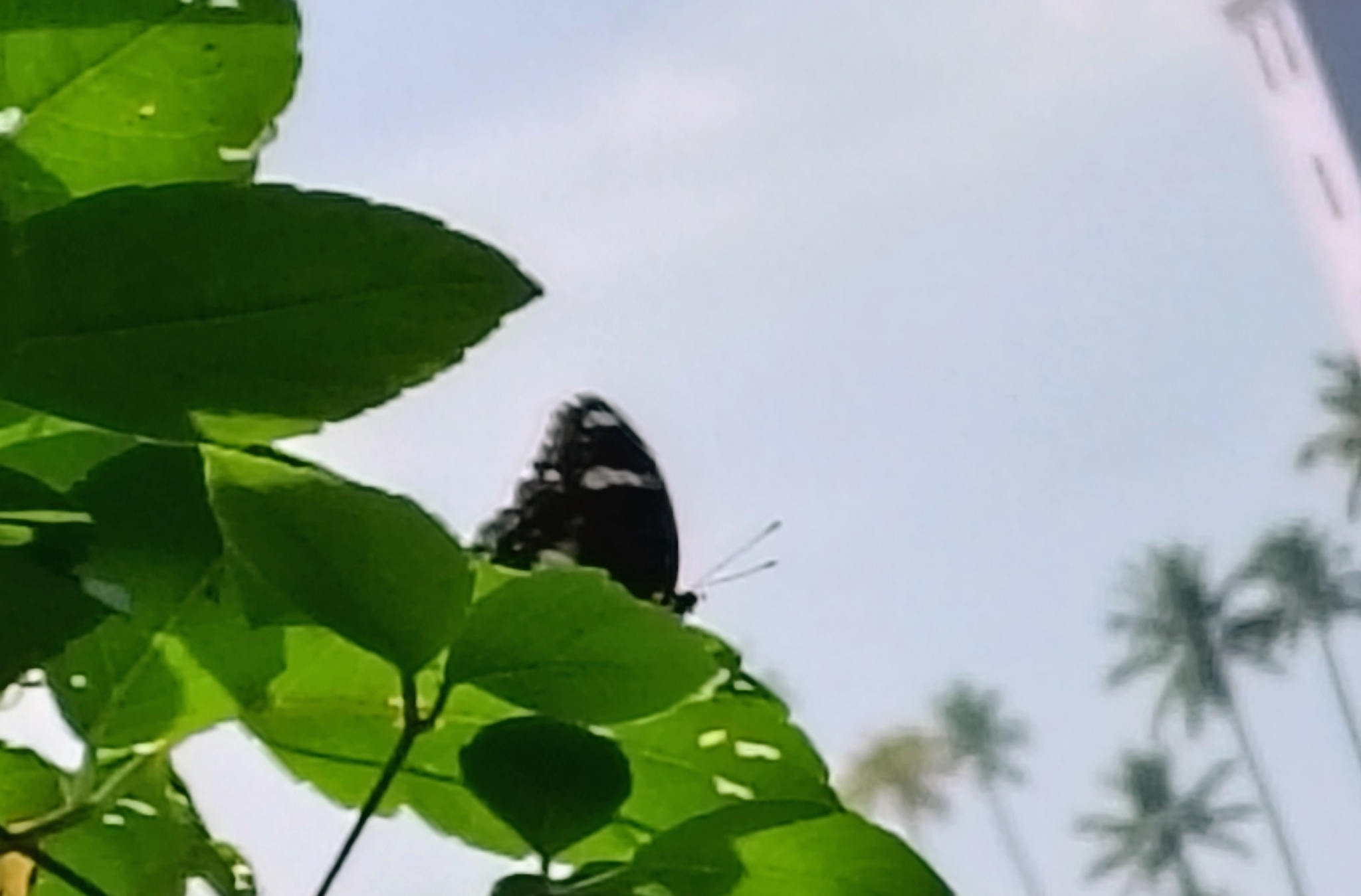 Great Eggfly