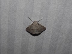Nearcha dasyzona