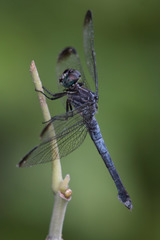 Cannaphila insularis