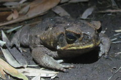 Rhinella marina