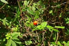 Rosa rubiginosa