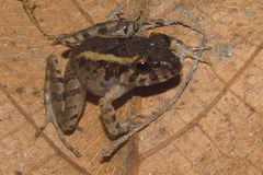 Platymantis dorsalis