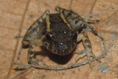 Platymantis dorsalis