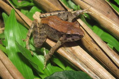 Platymantis dorsalis