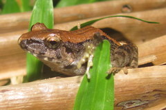 Platymantis dorsalis