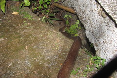 Coelognathus erythrurus manillensis