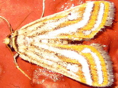 Parapoynx vittalis