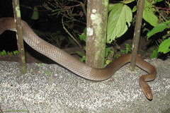 Coelognathus erythrurus manillensis