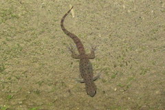 Gehyra mutilata