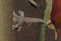 Gehyra mutilata