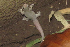 Gehyra mutilata