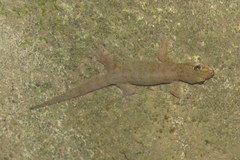 Gehyra mutilata