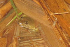 Occidozyga laevis