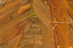 Occidozyga laevis